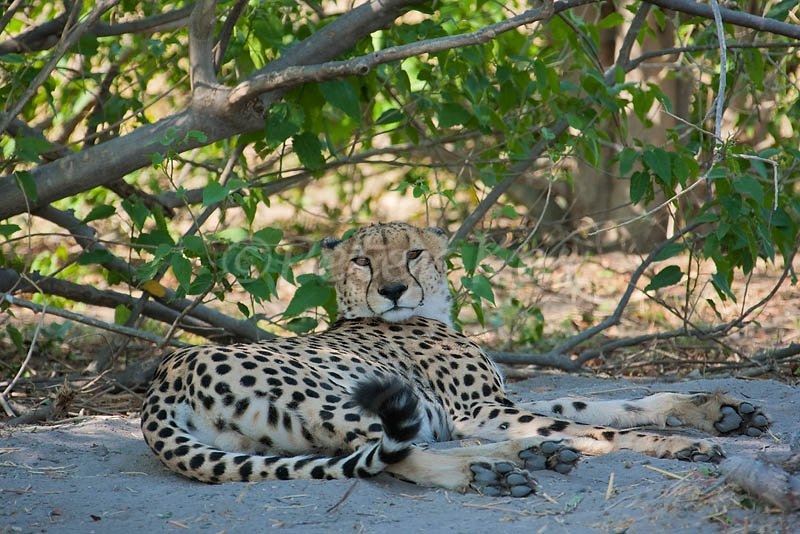 cheetah-resting_okavango_kwara_20081103_img_5400