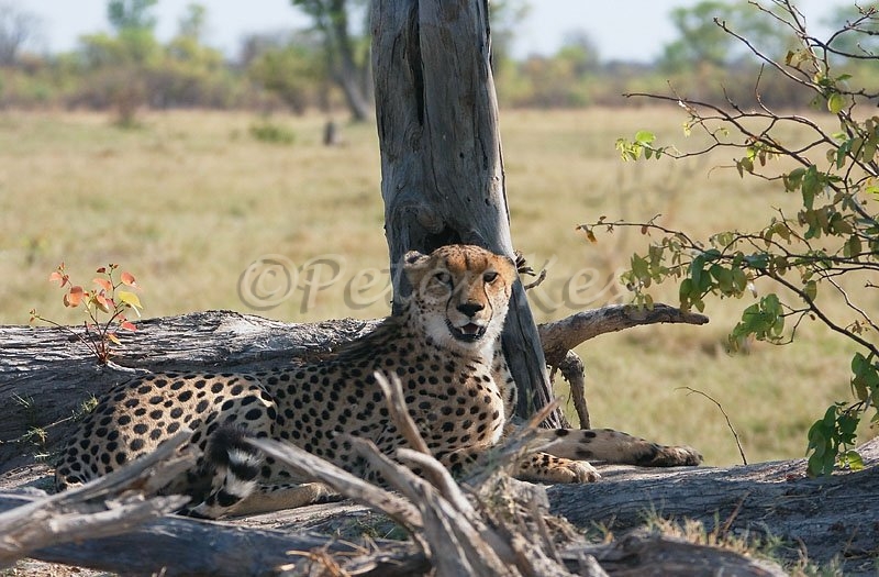 cheetah_okavango_kwara_03-11-2008_img_5375
