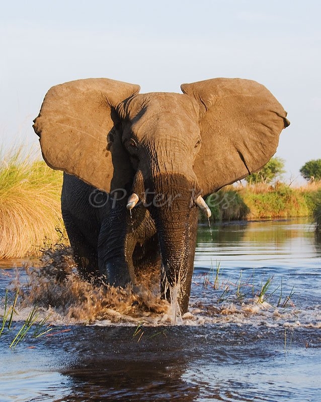 elephant-charge_okavango-chiefs_03-11-2008_img_5439