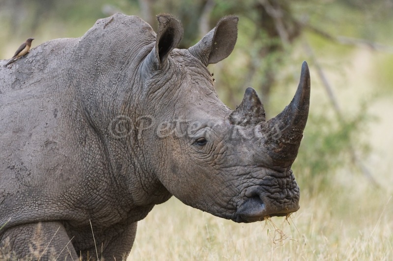 White-Rhinoceros_Kruger_20080305_543X2720_DxO