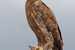 Lesser-Spotted-Eagle_Kruger_20080225_543X1132_DxO