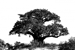 Pafuri_Baobab_BW_Kruger_20080223_IMG_4664_DxO