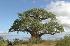 Pafuri_Baobab_Kruger_20080223_IMG_4664_DxO