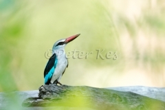 Woodland-Kingfisher_Kruger_20080224_543X0928_DxO