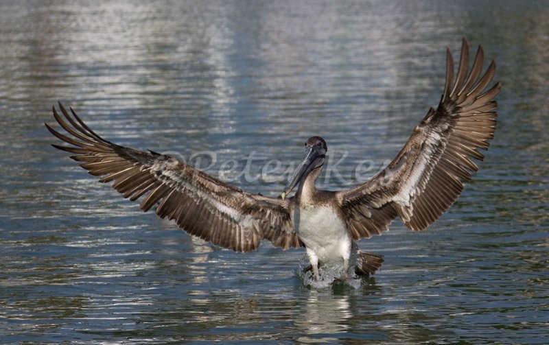 brown_pelican_juv_landing_placida_13_02_2009_img_7220