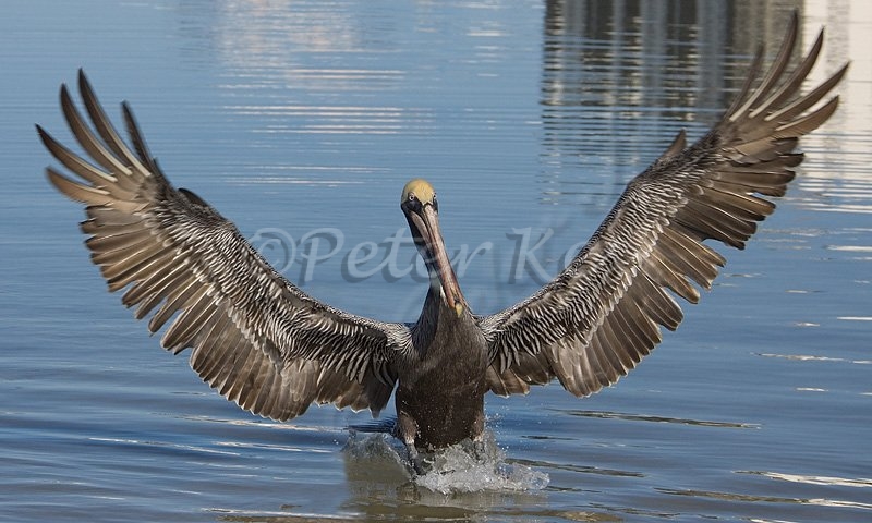 brown_pelican_landing_estero_14_02_2009_img_7795