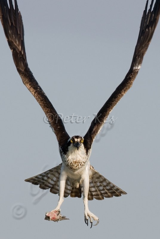 osprey_flight_with_fish_placida_lake_13_02_2009_kpk_6279