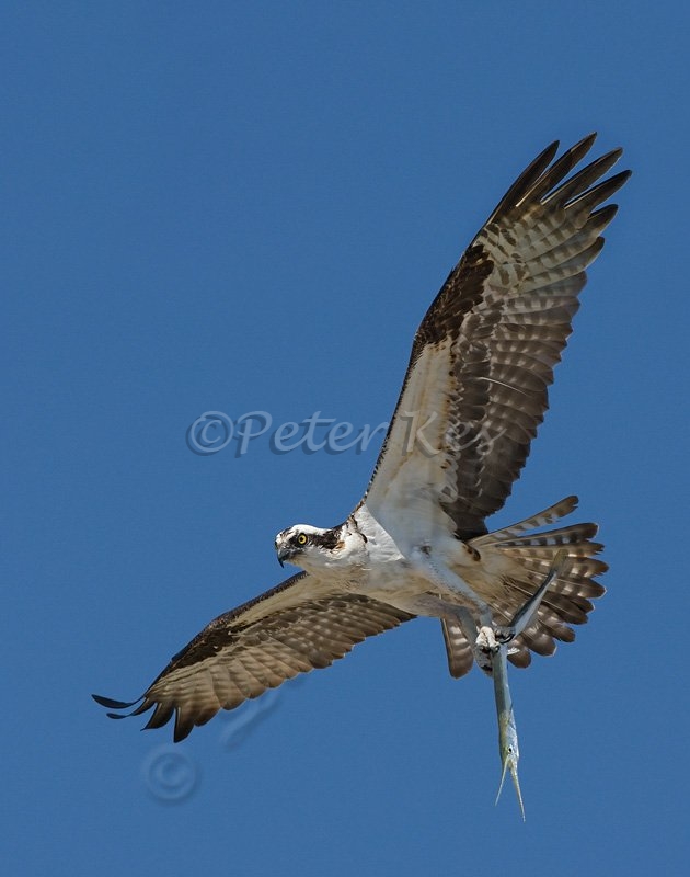 osprey_with_needle_fish_in_flight_placida_13_02_2009_kpk_6091