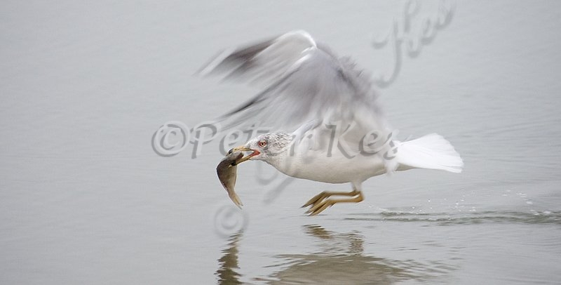 ring_billed_gull_with_fish_estero_15_02_2009_kpk_7719