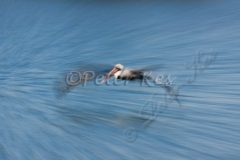 brown-pelican-zoomblur_ipt_florida_16-02-2009_img_9019