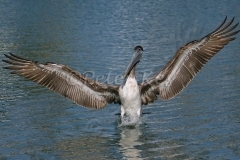 brown-pelican_juvenile_ipt_florida_13-02-2009_img_7169