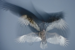 turkey-vulture_ipt_florida_16-02-2009_kpk_7969