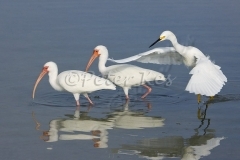 white_ibis_snowy_egret_cooperation_estero_14_02_2009_img_7706