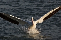 white_pelican_landing_placida_16_02_2009_img_9156