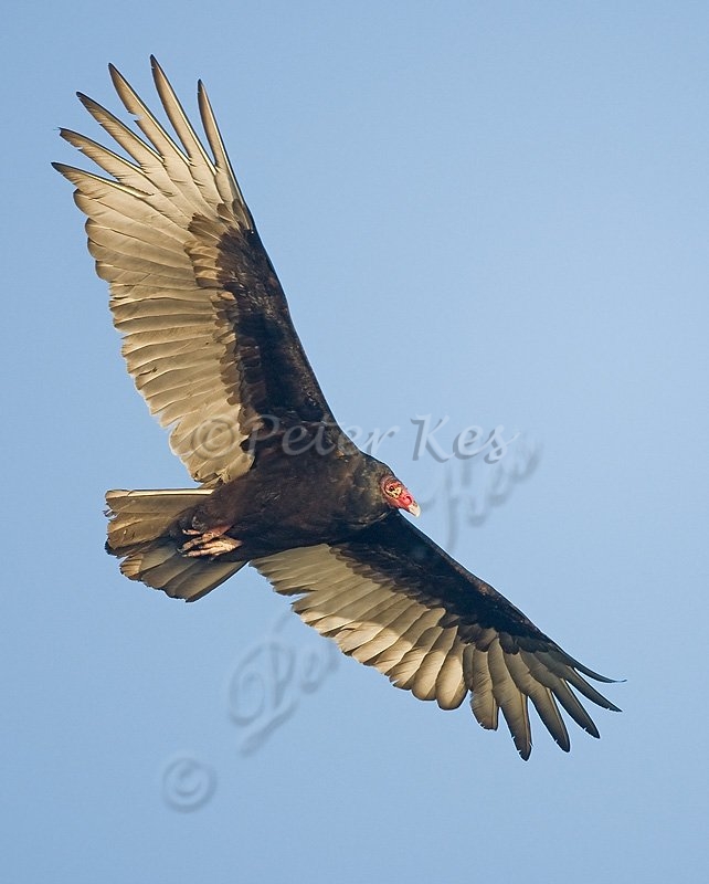 turkey_vulture_fly_by_tamba_bay_18_02_2009_kpk_9519