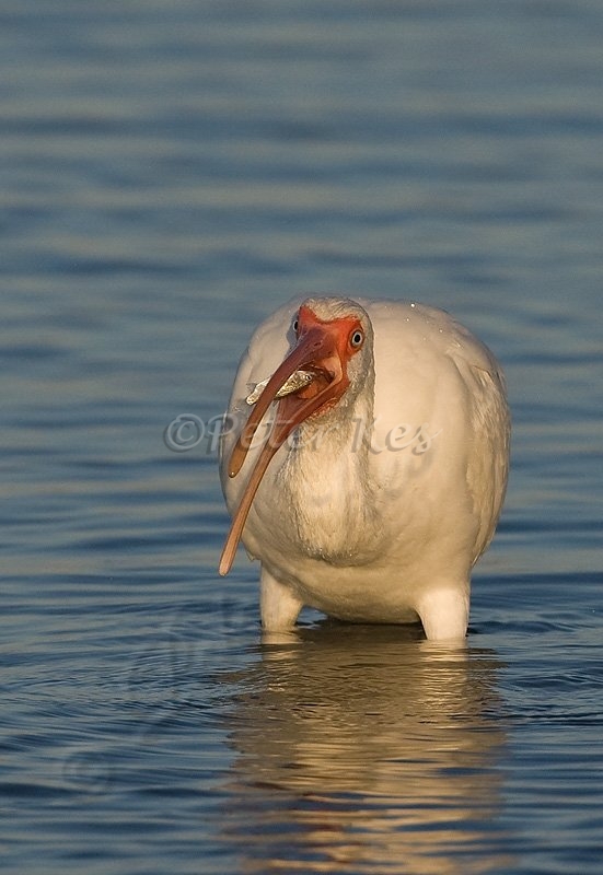 white_ibis_eating_fish_estero_17_02_2008_kpk_8690