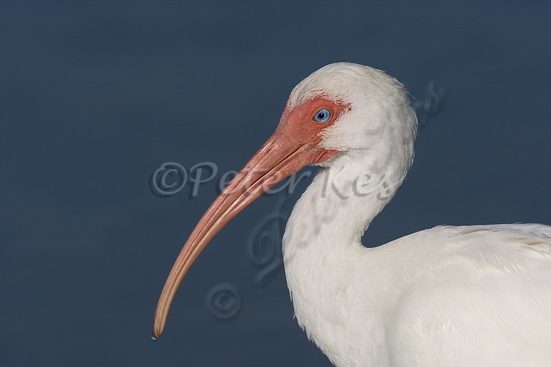 white_ibis_estero_lagoon_posing_14_02_2009_kpk_7058