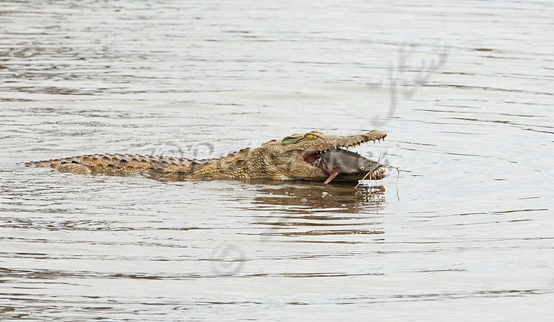crocodile-catfish-fight_skukuza40d_20-09-2009_img_6768