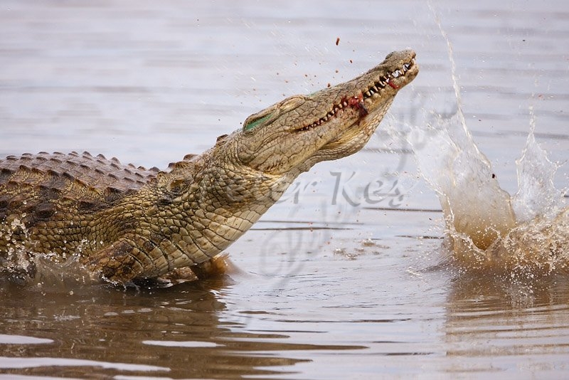 crocodile-catfish-fight_skukuza50d_20-09-2009_img_7437