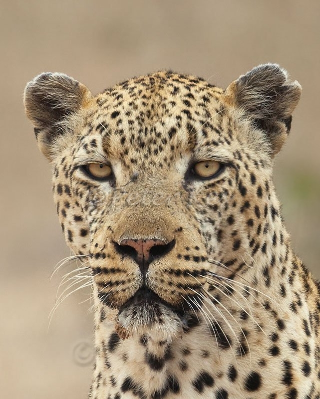 leopard-male-2-portrait_skukuza5dii_23-09-2009_img_3356