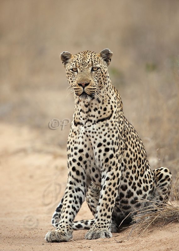 leopard-male-2_skukuza5dii_23-09-2009_img_3356