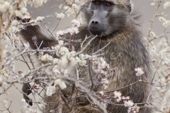 baboon-in-tree_skukuza5dii_22-09-2009_img_3126
