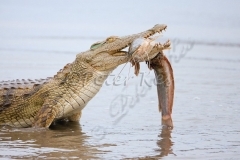 crocodile-catfish-fight_skukuza50d_20-09-2009_img_7406