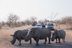 white-rhino-family-traffic-jam_jock50d_26-09-2009_img_8424