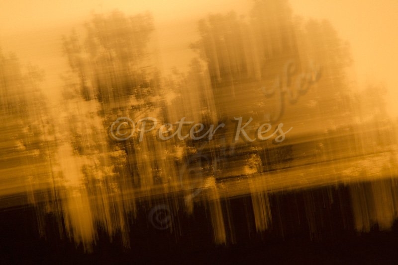 bush-on-fire-blur_bosque_20101123_a23d0714