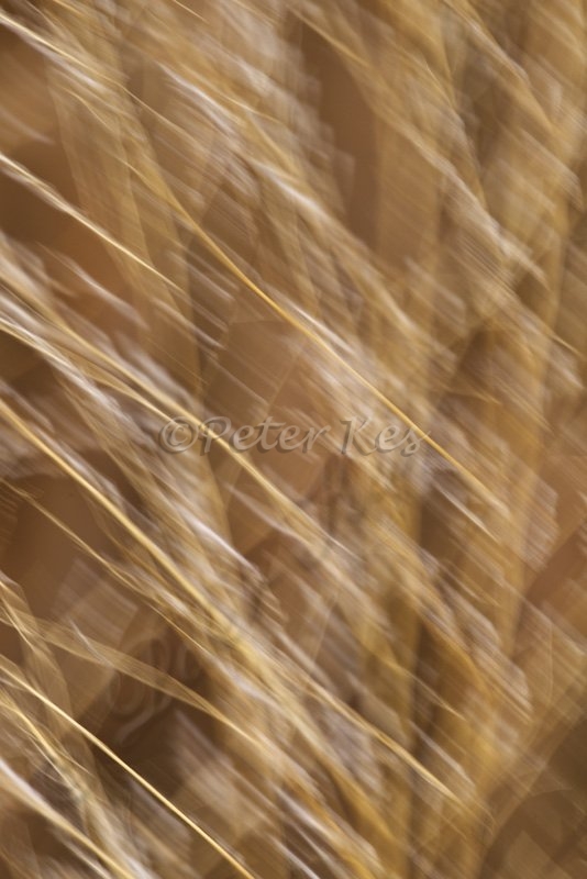 grass-wind-blur_bosque_20101125_a23d2586