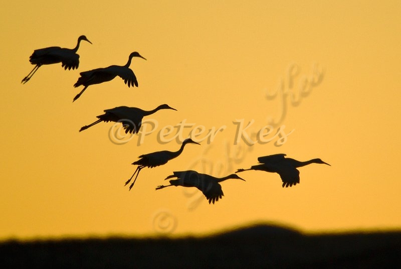 sandhill-crane-group-sunset_bosque_20101126_a23d2682