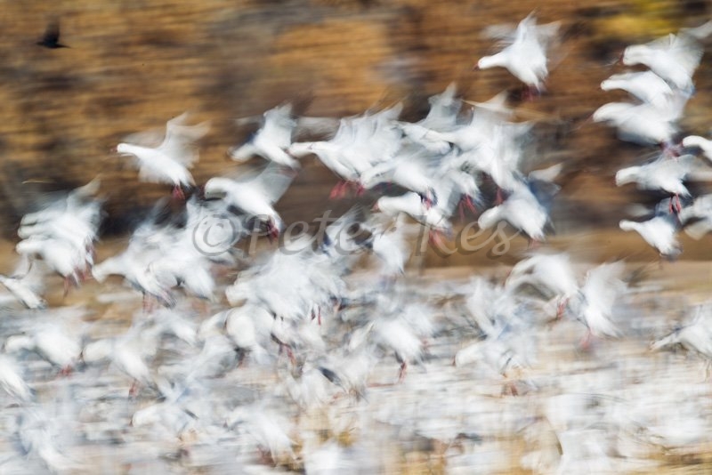 snow-geese-blast-off-blur_bosque_20101122_a23d0263