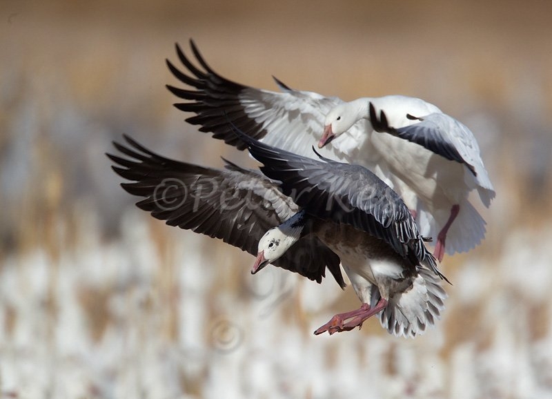 snow-geese-blue-and-white_bosque_20101120_a23d8292