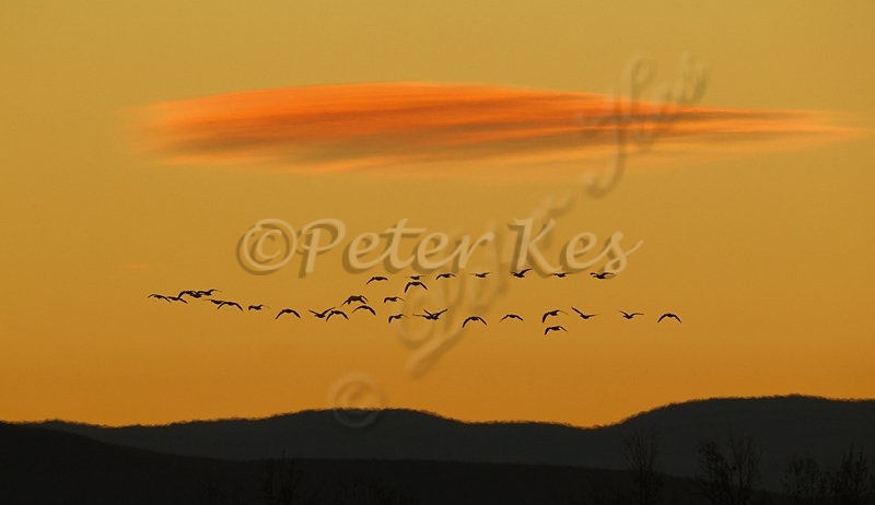 snow-geese-sunrise-silhouette_bosque_20101123_a23d0765