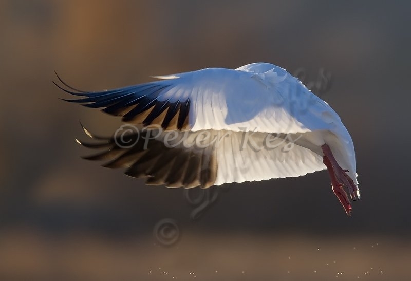 snow-goose-silhouette-in-wing_bosque_20101124_a23d1439