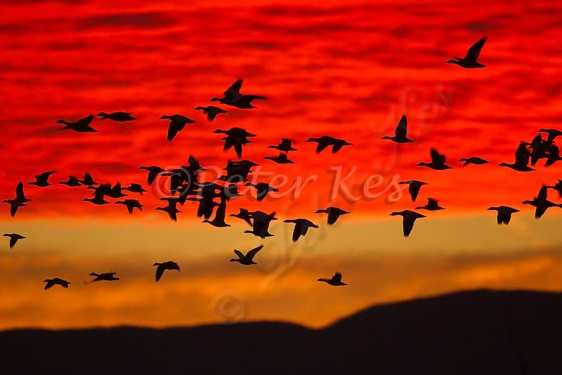 sunset-snow-geese-blast_bosque_20101124_a23d1626