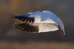 snow-goose-silhouette-in-wing_bosque_20101124_a23d1439