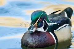wood-duck-goldwater_bosque_20101127_img_8108