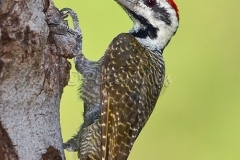 bearded-woodpecker_shashe_03-01-2010_mk4_0748