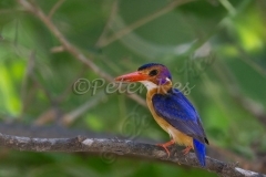 pygmy-kingfisher_shashe_01-01-2010_mk4_0148