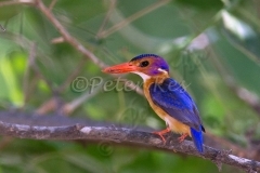 pygmy-kingfisher_shashe_01-01-2010_mk4_0151