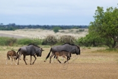 wildebeest_shashe_05-01-2010_mk4_5188