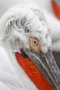 dalmatian-pelican-juxtapositioned_lakekerkini_20110227_a23d9097