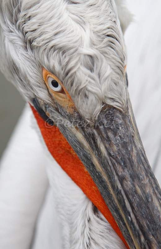 dalmatian-pelican-closeup_lakekerkini_20110227_a23d9107