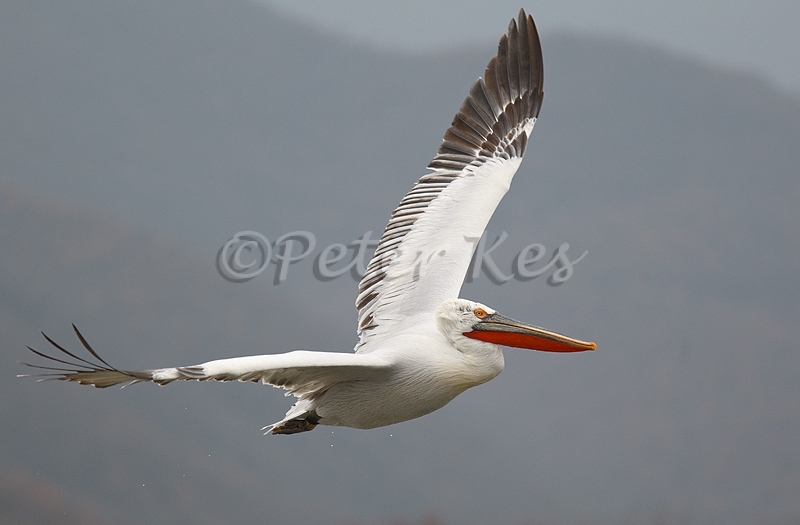 dalmatian-pelican-flight_lakekerkini_20110301_a23d0580
