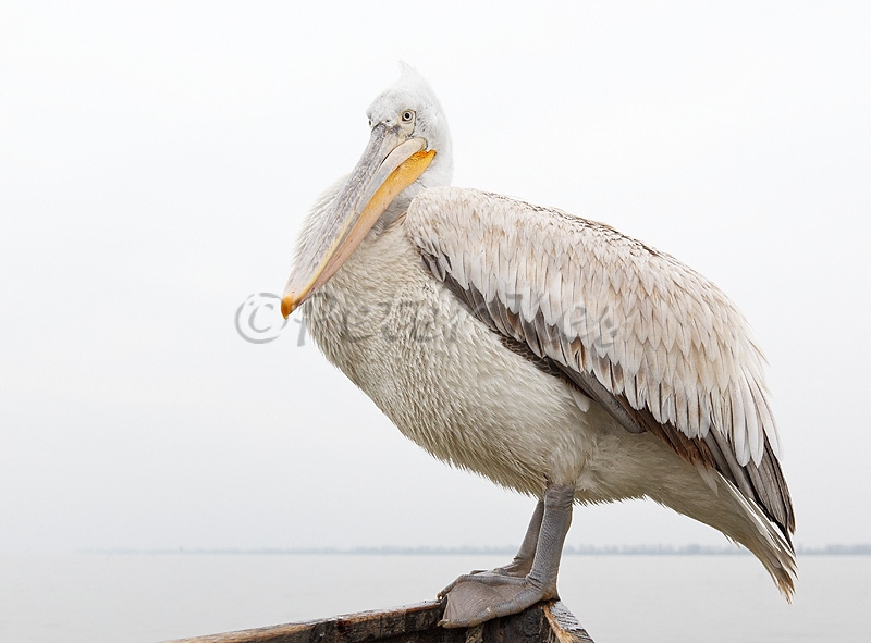 dalmatian-pelican-juv_lakekerkini_20110227_a23d8601