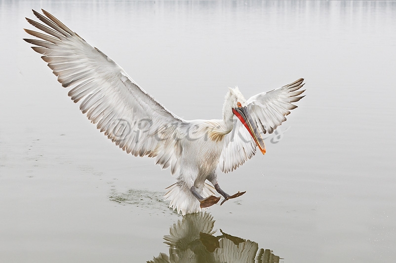 dalmatian-pelican-landing_lakekerkini_20110228_a23d0591
