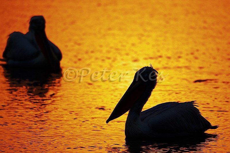 dalmatian-pelican-morning-silhouette_lakekerkini_20110304_a23d3297