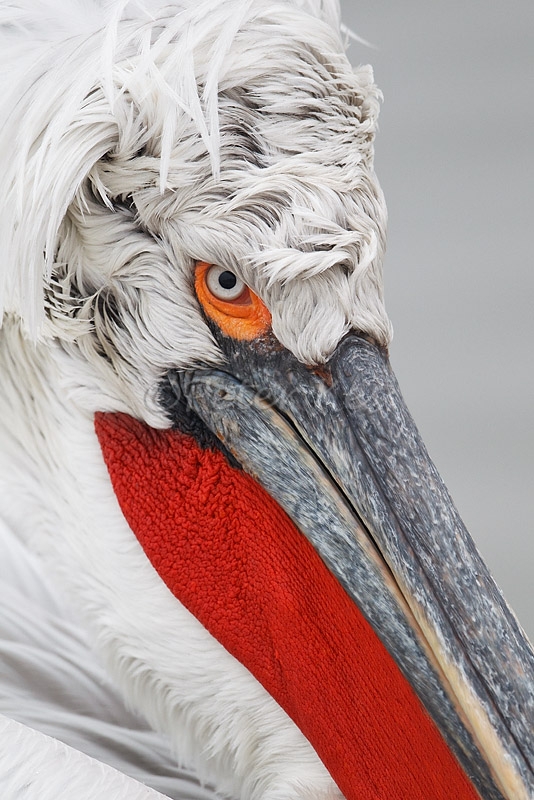 dalmatian-pelican-portrait_lakekerkini_20110228_a23d0074
