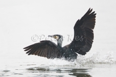 cormorant-landing_lakekerkini_20110305_a23d4435